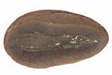 Fossil Tummy Tooth Worm (Didontogaster) Pos/Neg - Illinois #189503-2